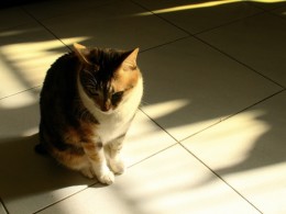 考えている猫